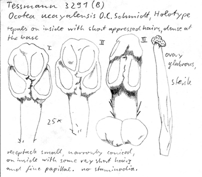 Vorschaubild Ocotea ucayalensis O.C. Schmidt